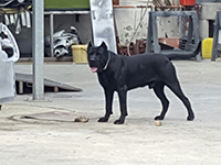 cucciolata cane corso rustico